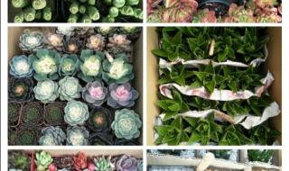 栀子花花语 栀子花花语